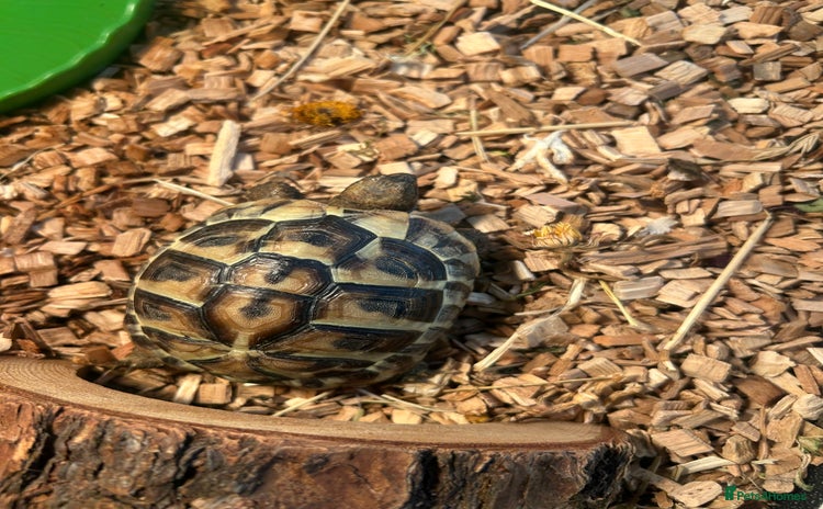 Tortoise reptiles - Advert 1
