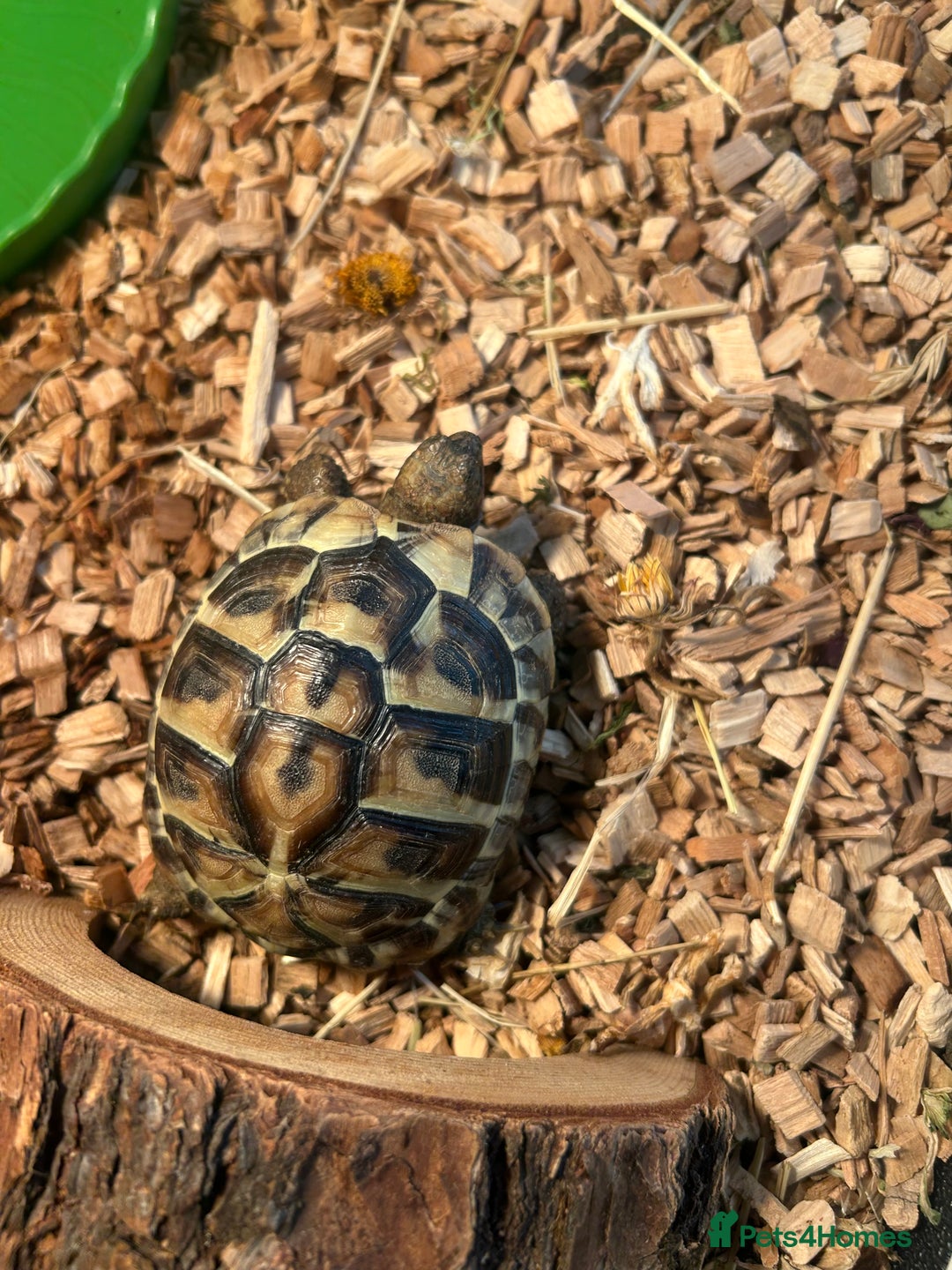 Tortoise reptiles for sale: Horsfield tortoise  - Image 1