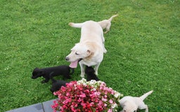 Labrador Retriever dogs for sale: Stunning Health Tested Labrador Puppies - Image 12