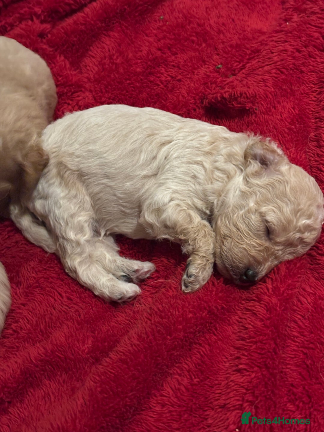 Cavachon dogs for sale: Super friendly, Litter trained Cavapoochon’s - Image 26
