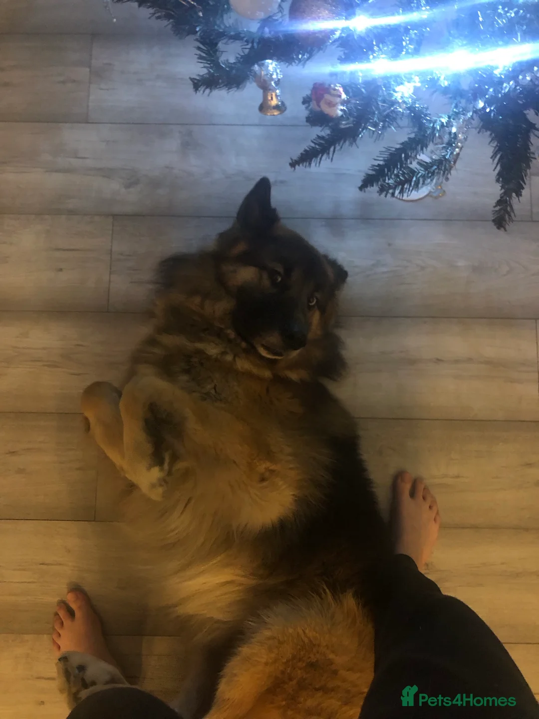 German Shepherd dogs for stud: German Shepard up for stud  in Erith - Advert 4