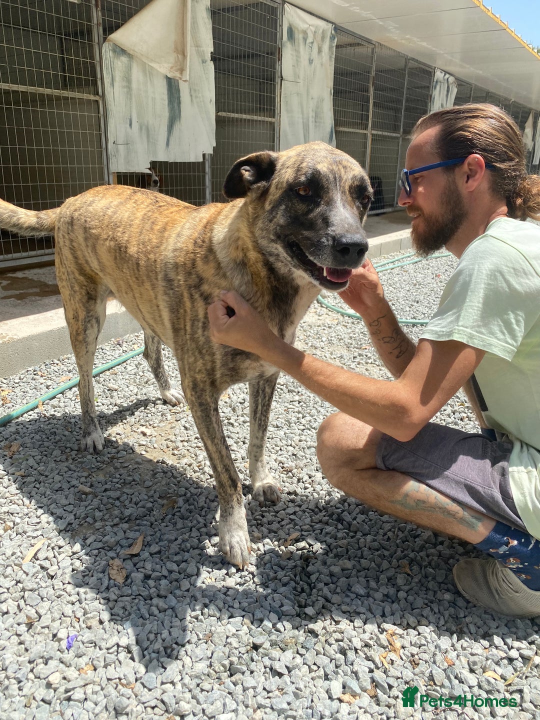 Mixed Breed dogs for adoption: Keira A gentle giant with a goofy grin needs home  - Image 12