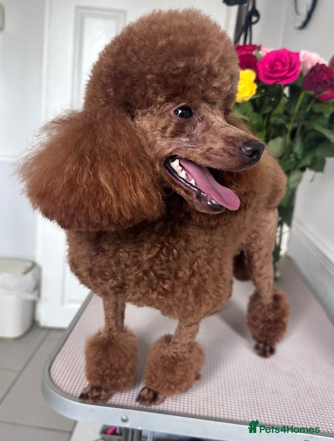 Toy Poodle dogs for stud: Kc Red Toy Poodle in Chislehurst - Advert 2