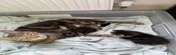 Mixed Breed cats for sale: Gorgeous kittens,boy and girl  - Advert 2