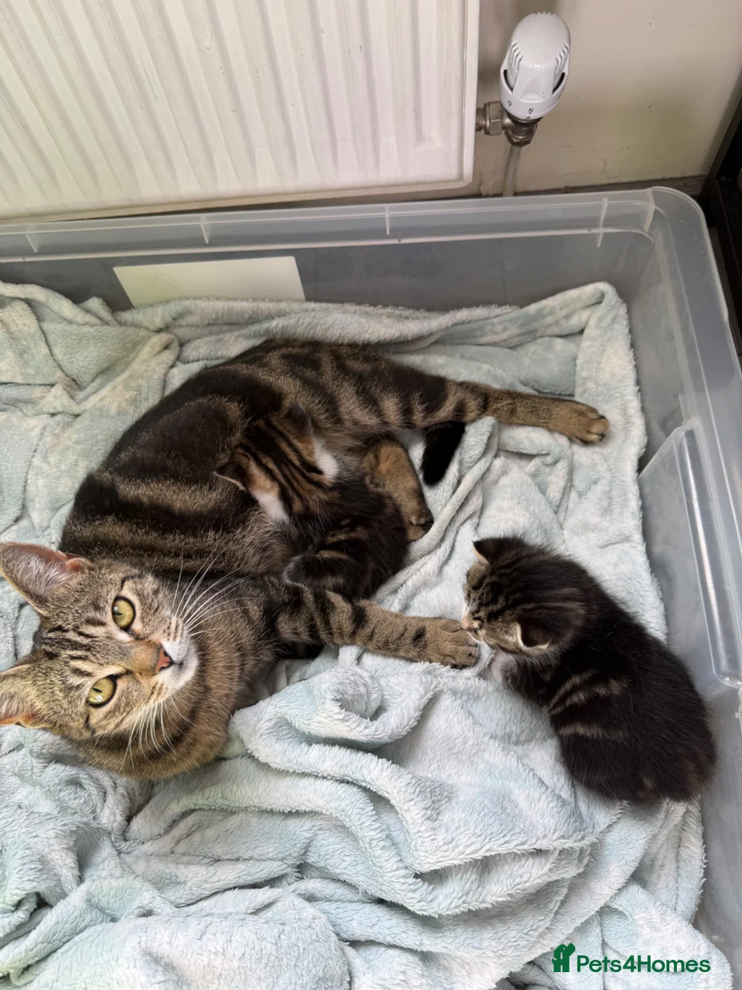 Mixed Breed cats for sale: Gorgeous kittens,boy and girl  - Advert 2