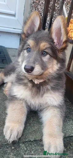 Gallery Image {{count}}