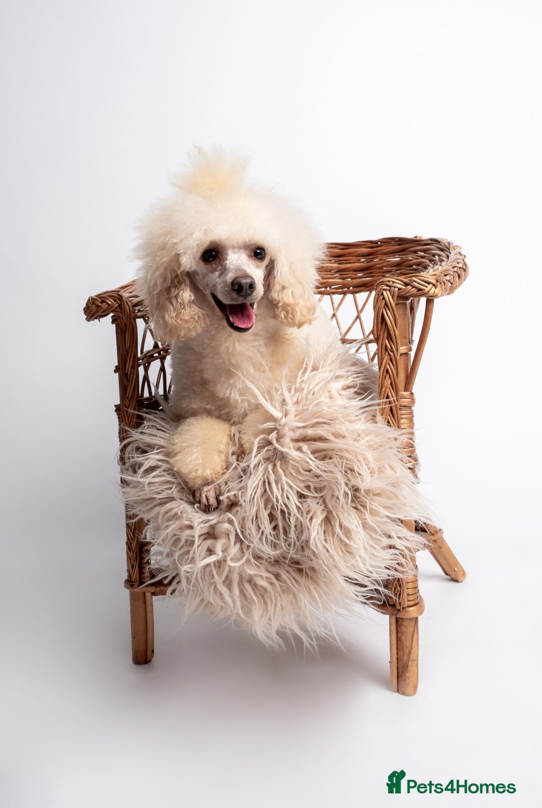 Toy Poodle dogs for stud: KC REG  HEALTH TESTED POODLE STUD  in Hoddesdon - Advert 11