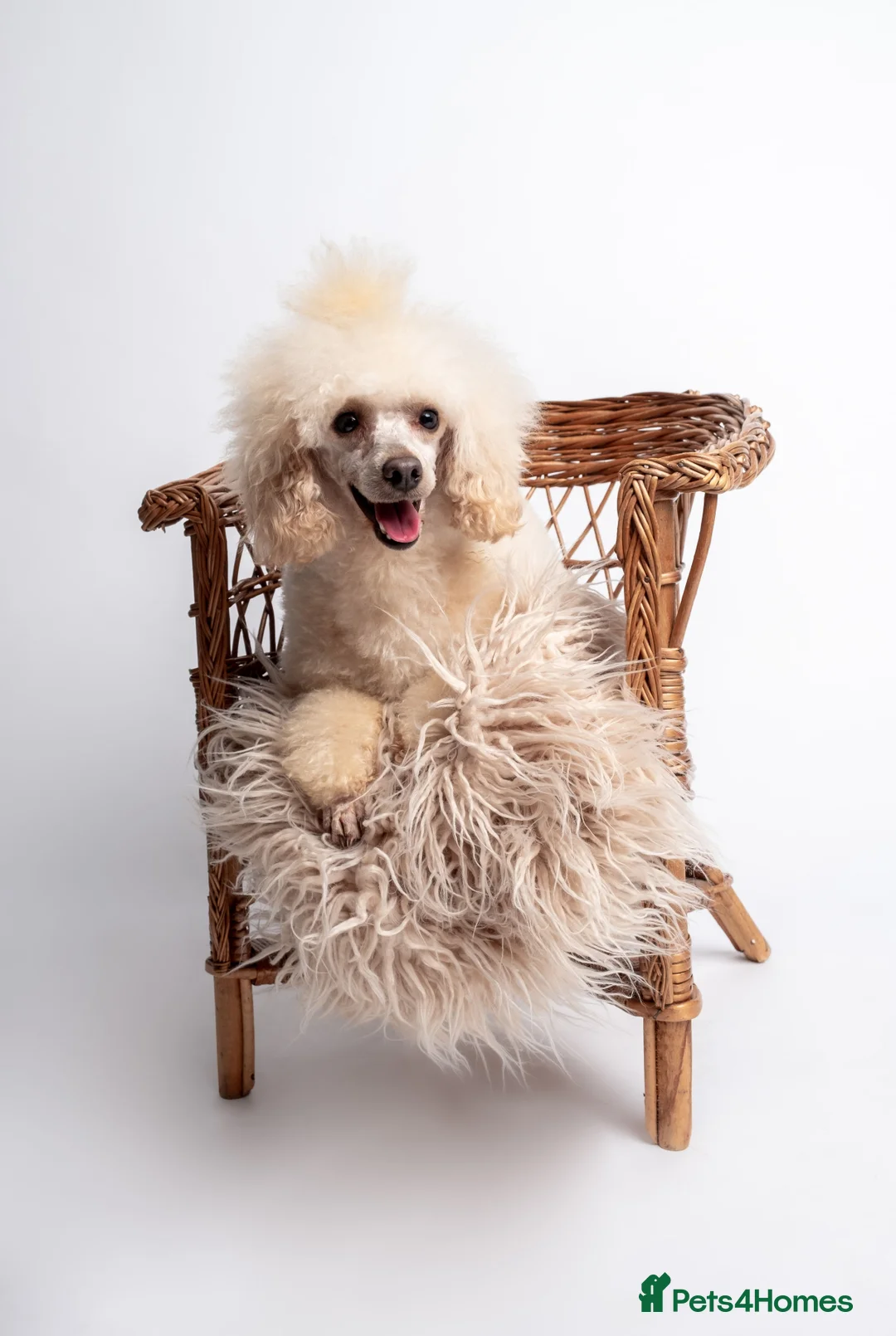 Toy Poodle dogs for stud: KC REG  HEALTH TESTED POODLE STUD  in Hoddesdon - Advert 11