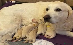 Golden Retriever dogs for sale: Available for STUD - Image 27