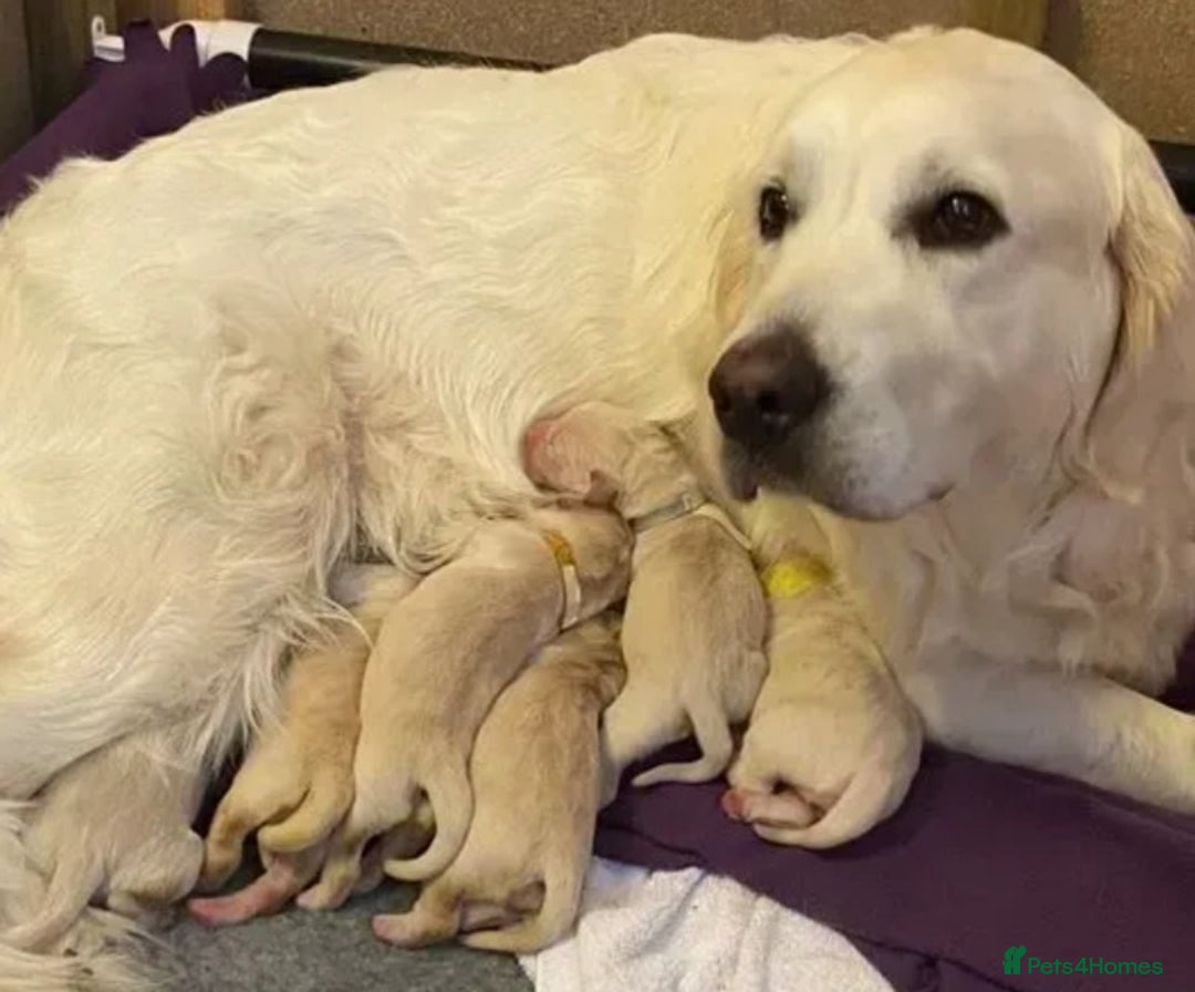 Golden Retriever dogs for sale: Available for STUD - Image 27