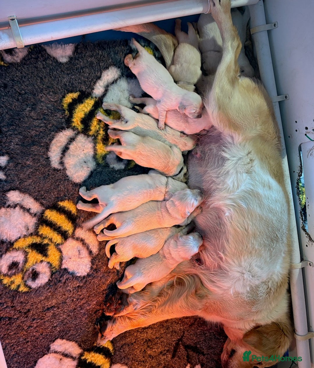 Golden Retriever dogs for sale: Gorgeous KC Registered Goldies. 5 Star Reg.Breeder - Advert 10