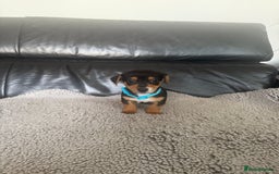 Jack Russell dogs for sale: 8 beautiful jack Russell puppies 5 girls 3 boys  - Image 4