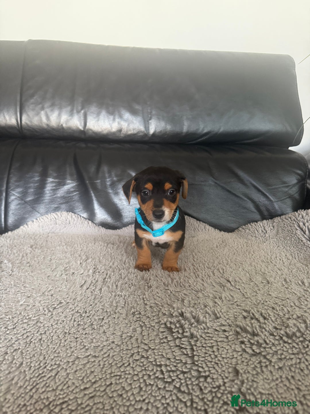 Jack Russell dogs for sale: 8 beautiful jack Russell puppies 5 girls 3 boys  - Image 4