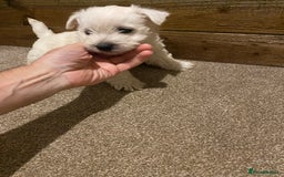 West Highland Terrier dogs for sale: Westie pups - Image 5