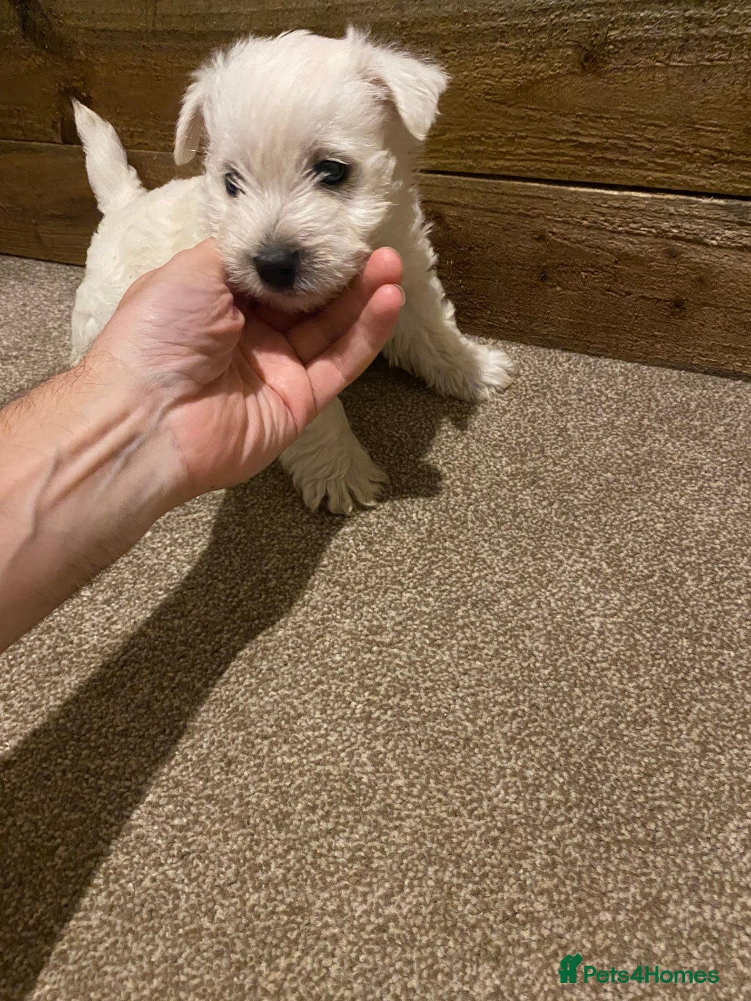 West Highland Terrier dogs for sale: Westie pups - Image 5