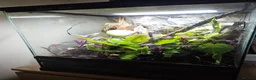 Gecko reptiles for sale: Crested Gecko and full setup  in Bordon - Advert 3