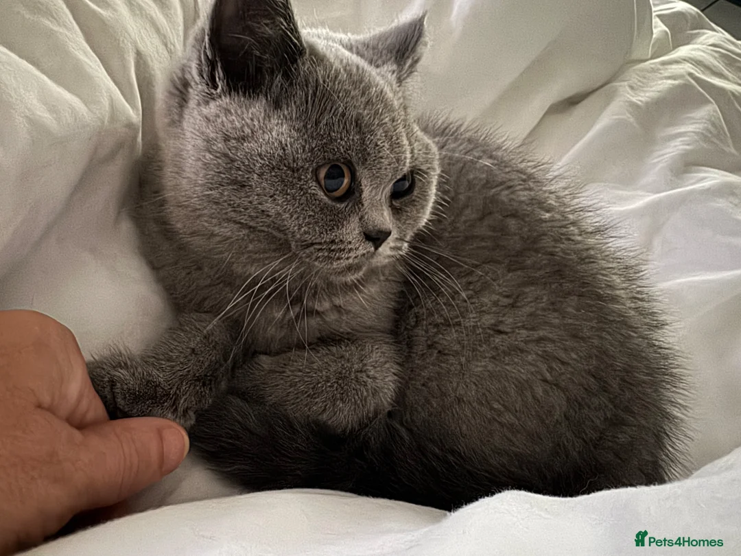 British Shorthair cats for sale: Female bsh kitten - Advert 1