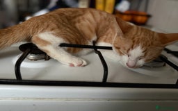 Mixed Breed cats for sale: 2 male kittens - Image 2