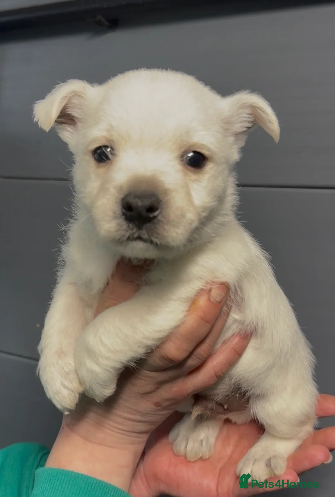 West Highland Terrier dogs for sale: West Highland Terrier Pups Pure Pedigree - Advert 17