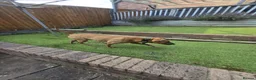 Mixed Breed dogs for adoption: 🚨URGENT🚨PLEASE SAVE SOL  - Advert 10