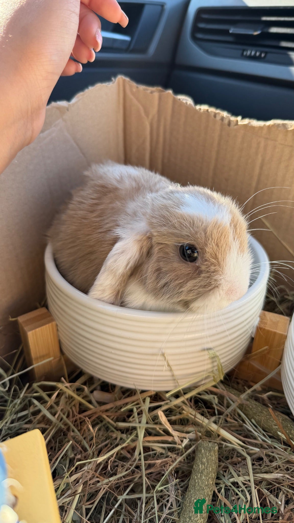 Mini Lop rabbits Mini lop 9 weeks old :) - Advert 1
