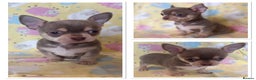 Chihuahua dogs for sale: Kc registered lilac chihuahua boy - Advert 1