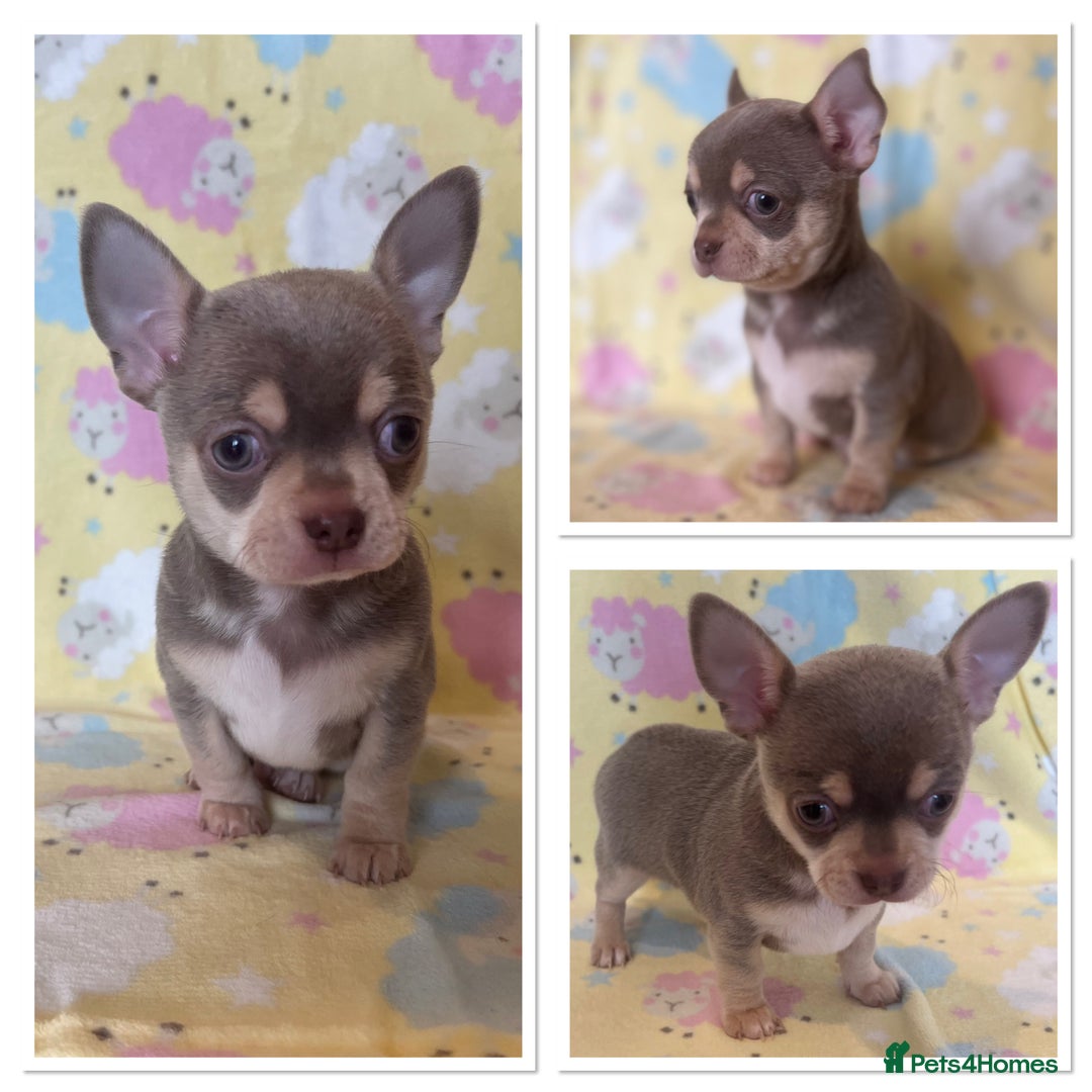 Chihuahua dogs for sale: Kc registered lilac chihuahua boy - Advert 1