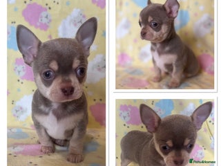 Chihuahua dogs - Advert 9