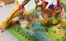 Maine Coon cats for sale: Red Maine coon female kittens, TICA reg - Image 6