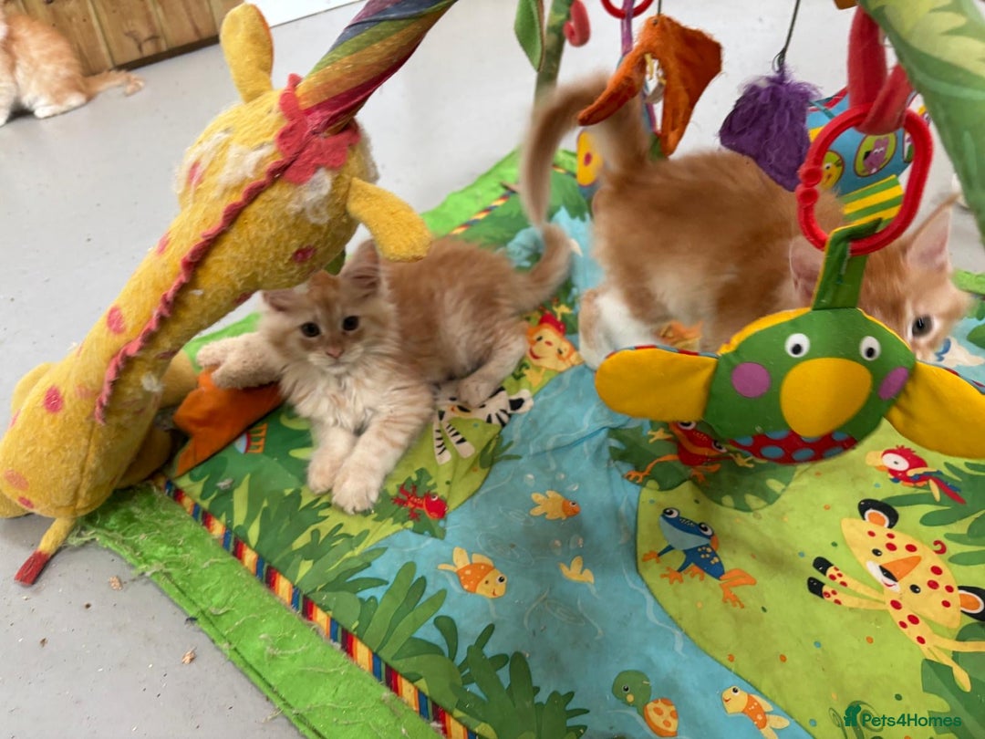 Maine Coon cats for sale: Red Maine coon female kittens, TICA reg - Image 6