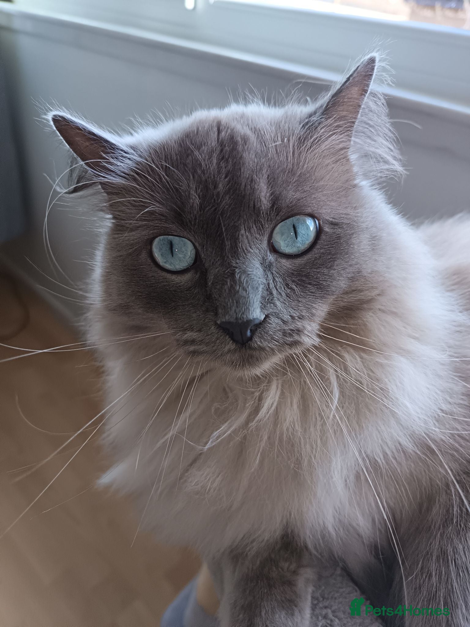 Ragdoll cats Ragdoll male - Advert 1