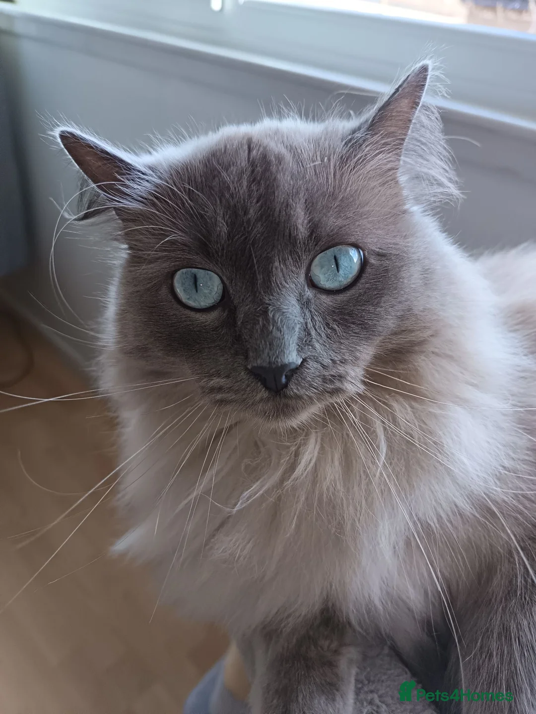 Ragdoll cats for sale: Ragdoll male - Advert 1