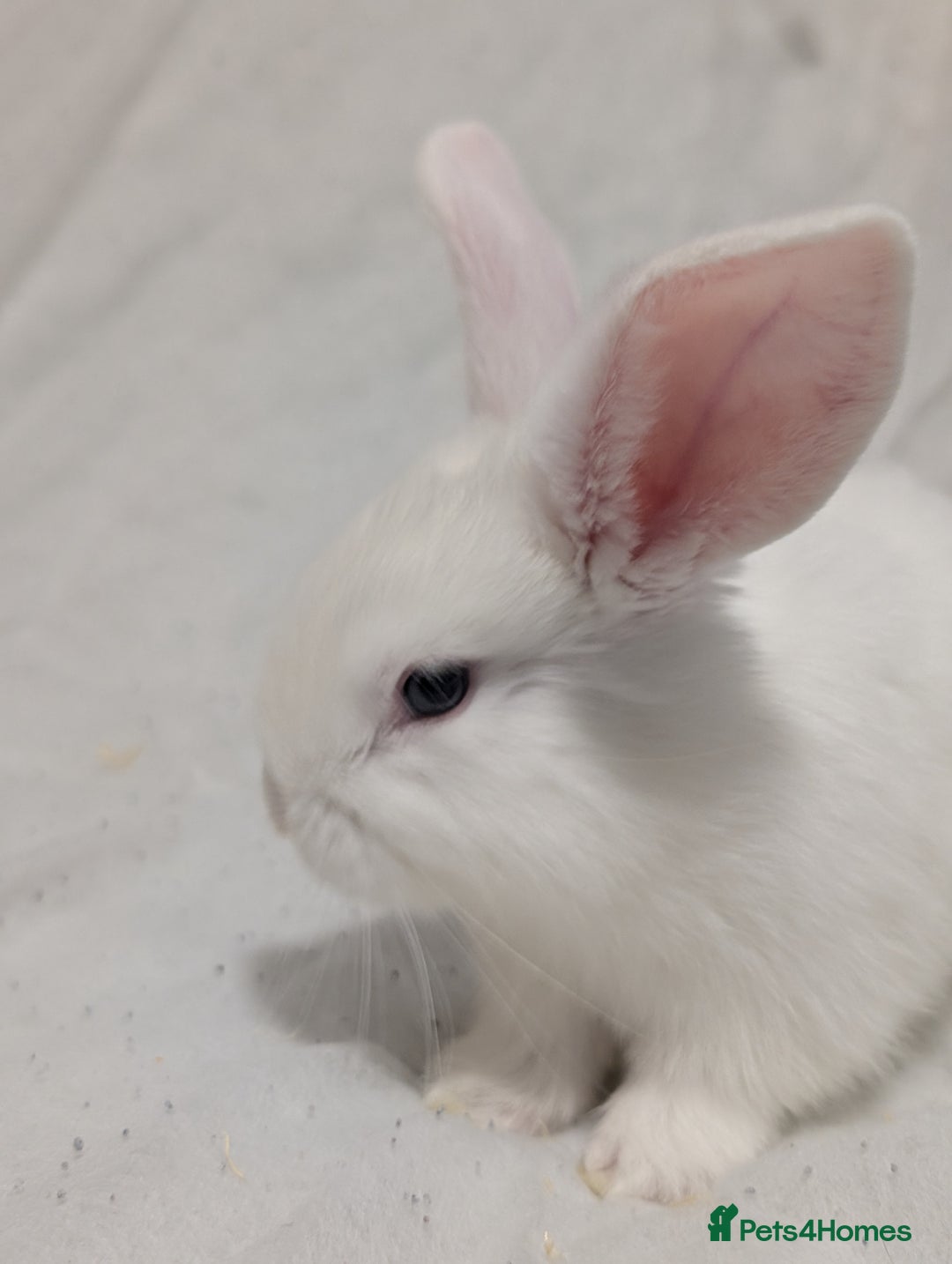 Mixed Breed rabbits for sale: New seller of rabbits - Image 4