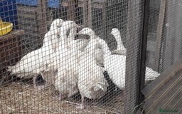 Geese poultry for sale: Even geese - Image 1