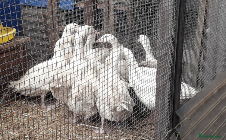 Geese poultry - Advert 3