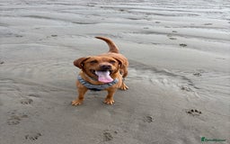 Labrador Retriever dogs for sale: 2yr old Fox Red Labrador for rehoming - Image 3