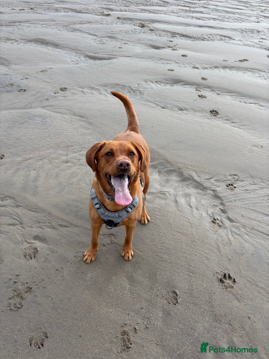 Labrador Retriever dogs for sale: 2yr old Fox Red Labrador for rehoming - Image 3