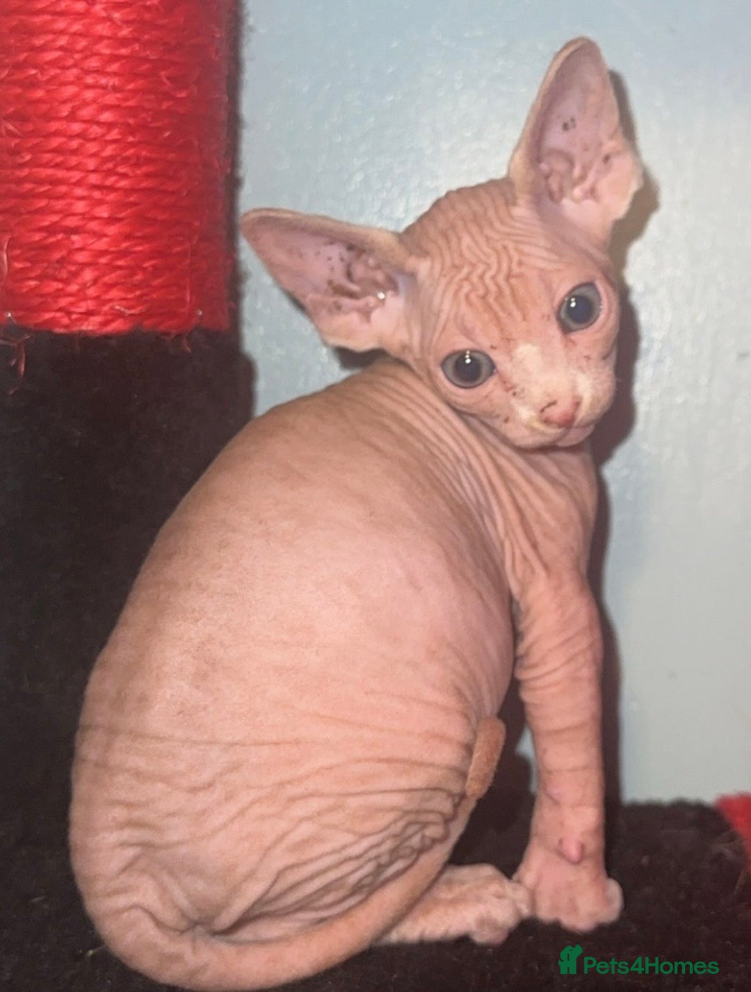 Mixed Breed cats for sale: Sphynx mixed with American curl - Advert 6
