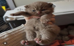 British Shorthair cats for sale: GCCF & TICA Active - CINNAMON GIRL🤎 - Image 8