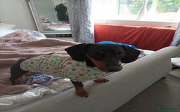 Dachshund dogs for sale: Miniature Dachshund For sale  - Image 3