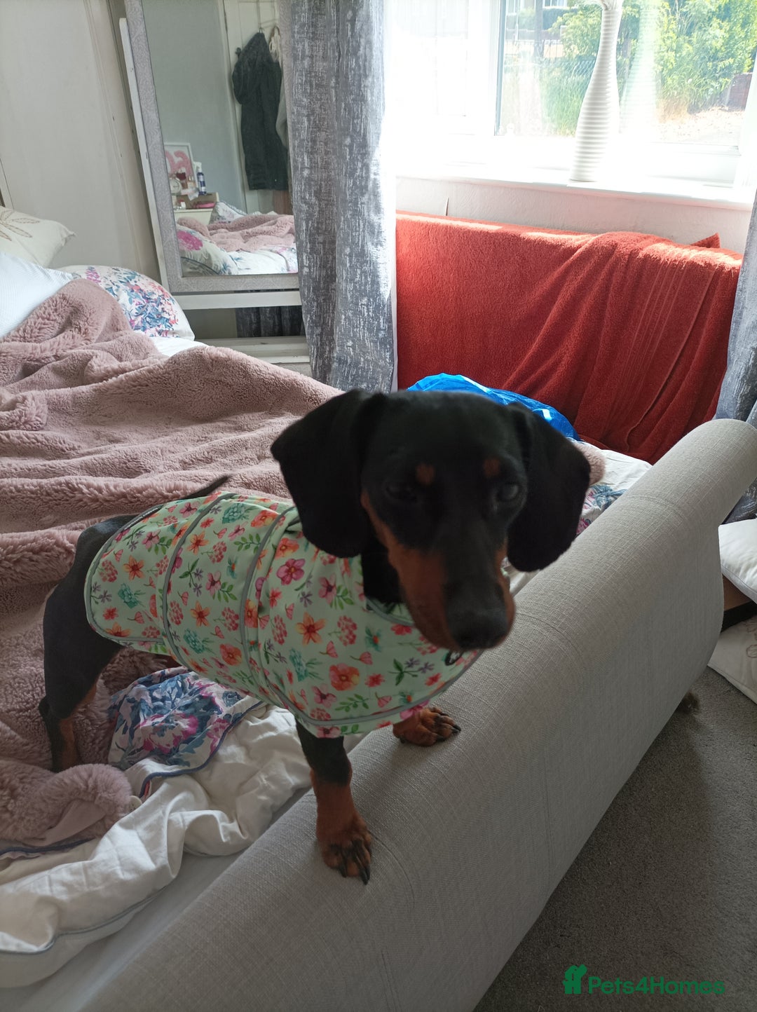 Dachshund dogs for sale: Miniature Dachshund For sale  - Image 3