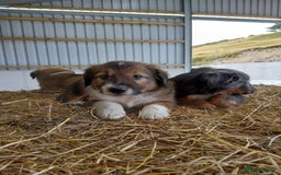 Border Collie dogs for sale: Beautiful border collie puppies  - Image 4