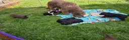 Mixed Breed dogs for sale: Bordoodle X Springer Spaniel puppies  - Advert 19