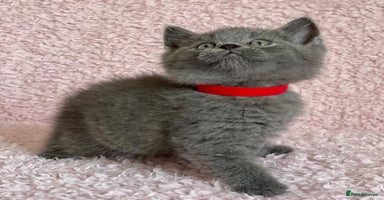 British Shorthair cats - Advert 4