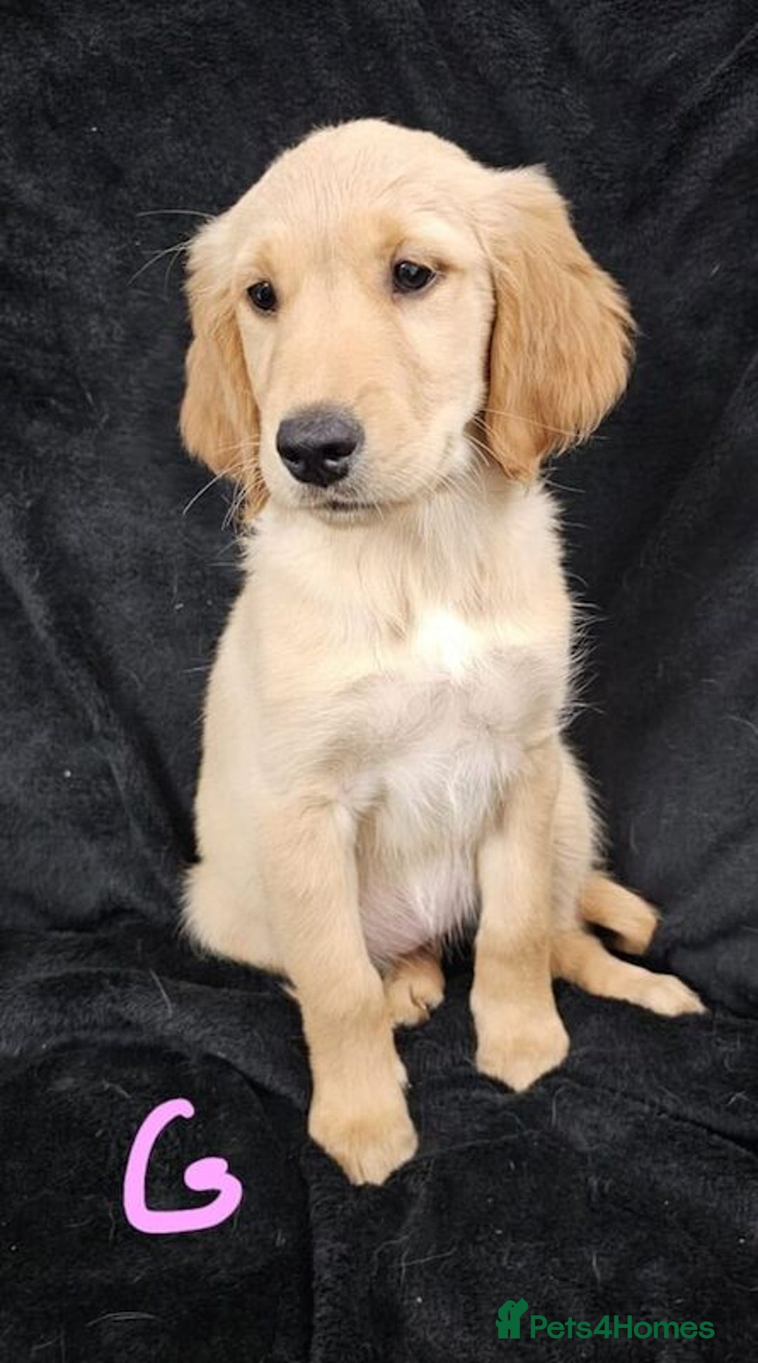 Golden Retriever dogs for sale: Playful Golden Retriever pups - Advert 9
