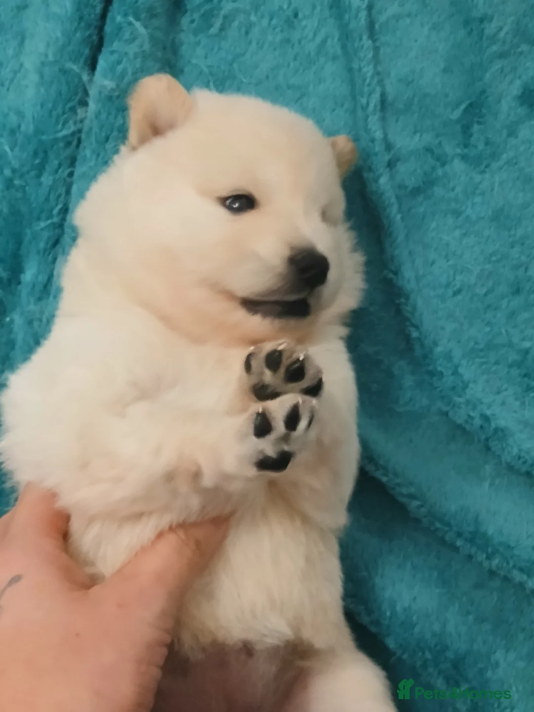 Mixed Breed dogs for sale: 5 stunning hybrid chowskis pups - Advert 12