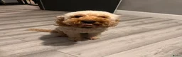 Cockapoo dogs for sale: Cockerpoo in Stevenage - Advert 2
