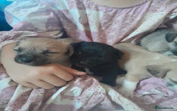 Mixed Breed dogs for sale: Jack russell x chihuahua boys only  - Image 7