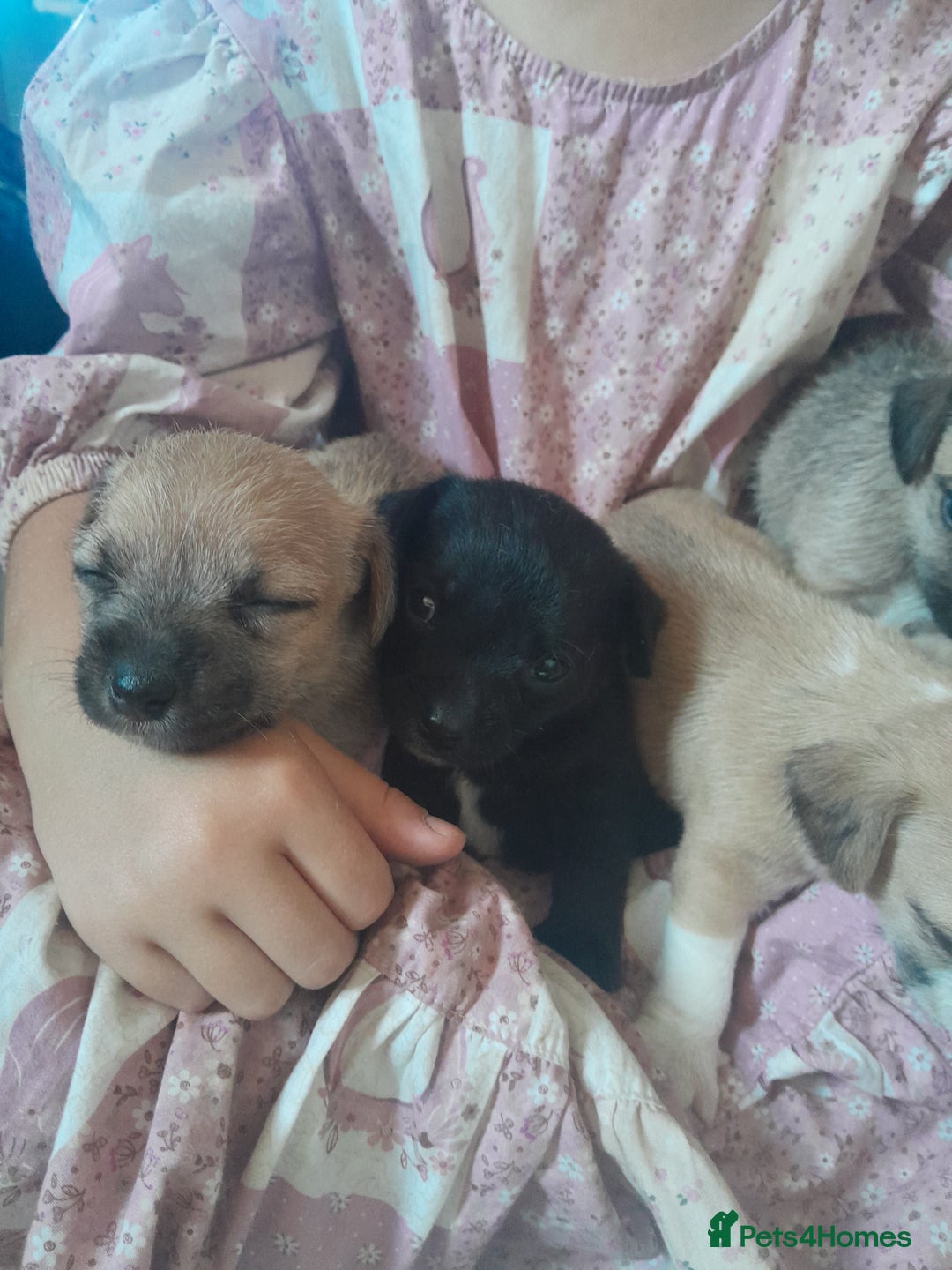 Mixed Breed dogs for sale: Jack russell x chihuahua boys only  - Image 7