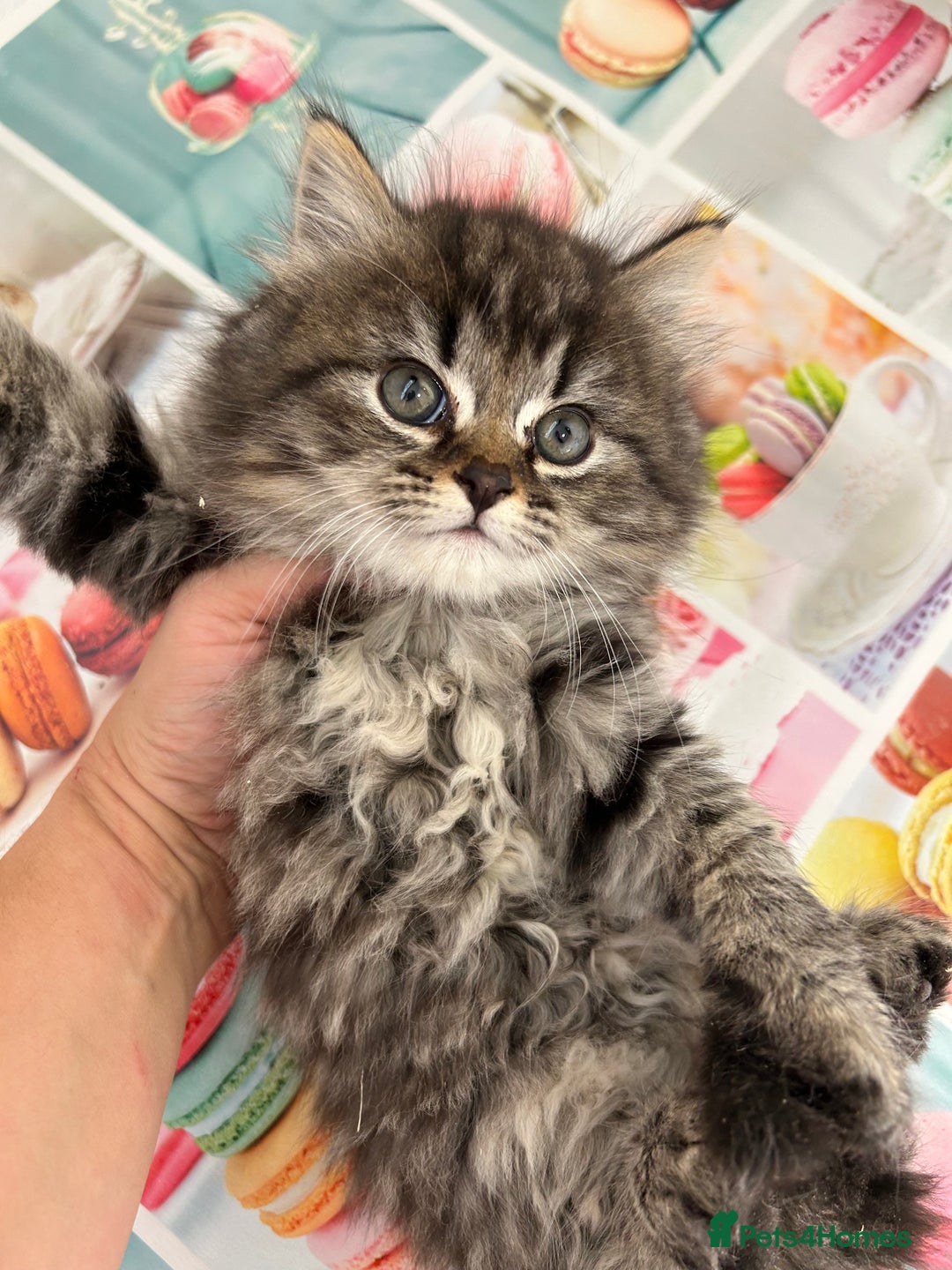 Mixed Breed cats for sale: Fluffy kittens  - Advert 1